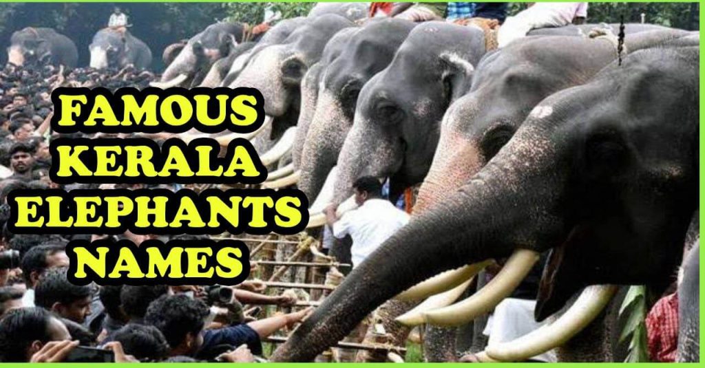 Kerala Elephant heights list