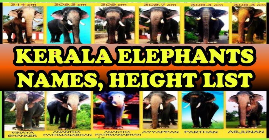 Kerala Elephant Names